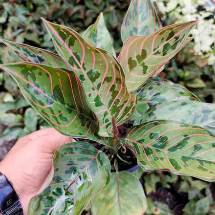 Аглаонема RED ARMY