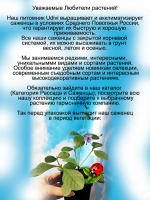 Клеродендрум угандийский Голубые бабочки