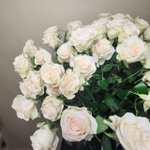 Роза кустовая светло-кремовая "Sushi" (10 шт/уп.)