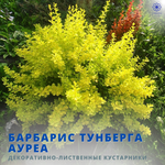 Барбарис Ауреа