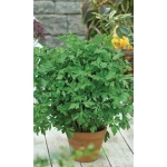 Семена Петрушка Обыкновенная - листовая (УД) Е/П