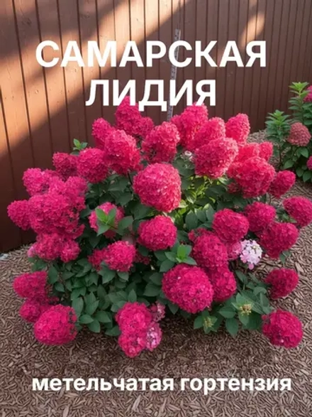 Самарская Лидия гортензия метельчатая