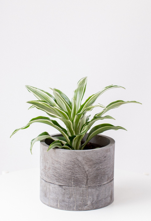 Драцена Фрагранс Драгон