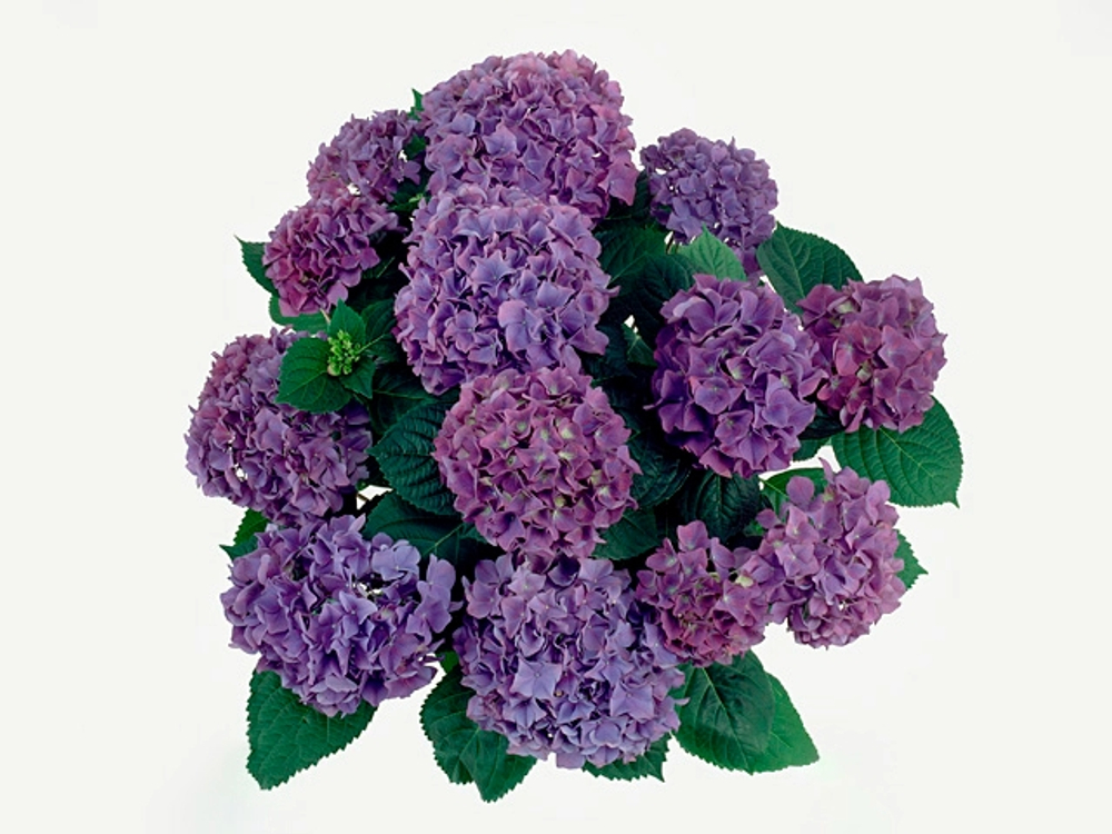 HOVARIA HOBERGINE/ХОВАРИЯ ОБЕРЖИН