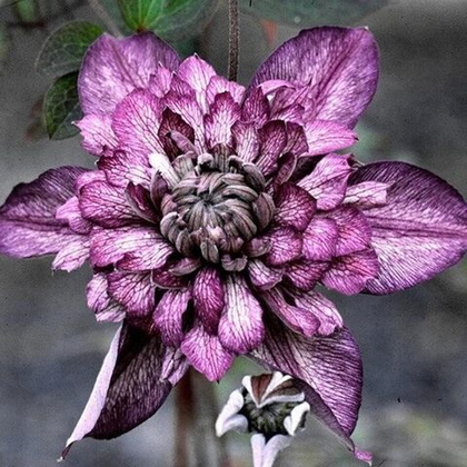 Клематис Кассис