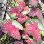 Каладиум MUKDAHAN