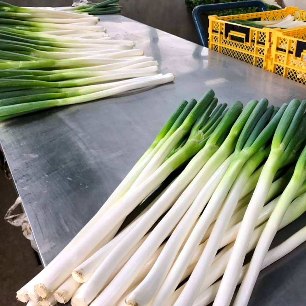 Зеленый Японский Лук Фукая - 深谷ねぎ