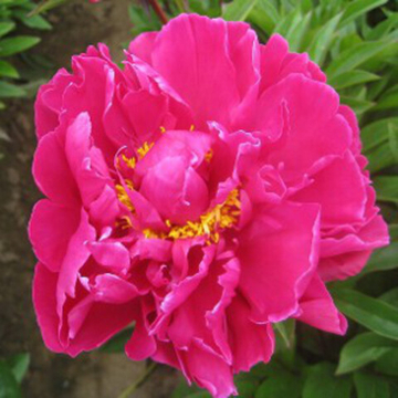 Пион Эль Эклатант