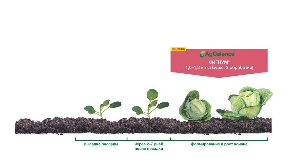 Фунгицид Сигнум, ВДГ ( 267+67 г/кг)