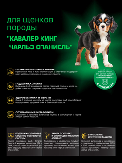 Quattro корм для щенков породы Кавалер кинг чарльз спаниель, с ягненком, 6 кг, QUATTRO