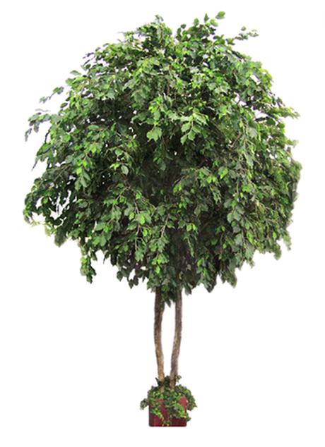 Фикус Бенджамина Гигант