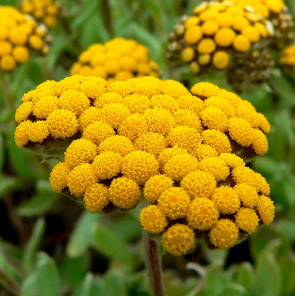 Бессмертник