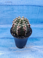 Gymnocalycium T-Rex Pink hybride (Гимнокалициум T-rex)