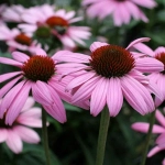 Эхинацея пурпурная Прейри Сплендор Дип Роуз С2