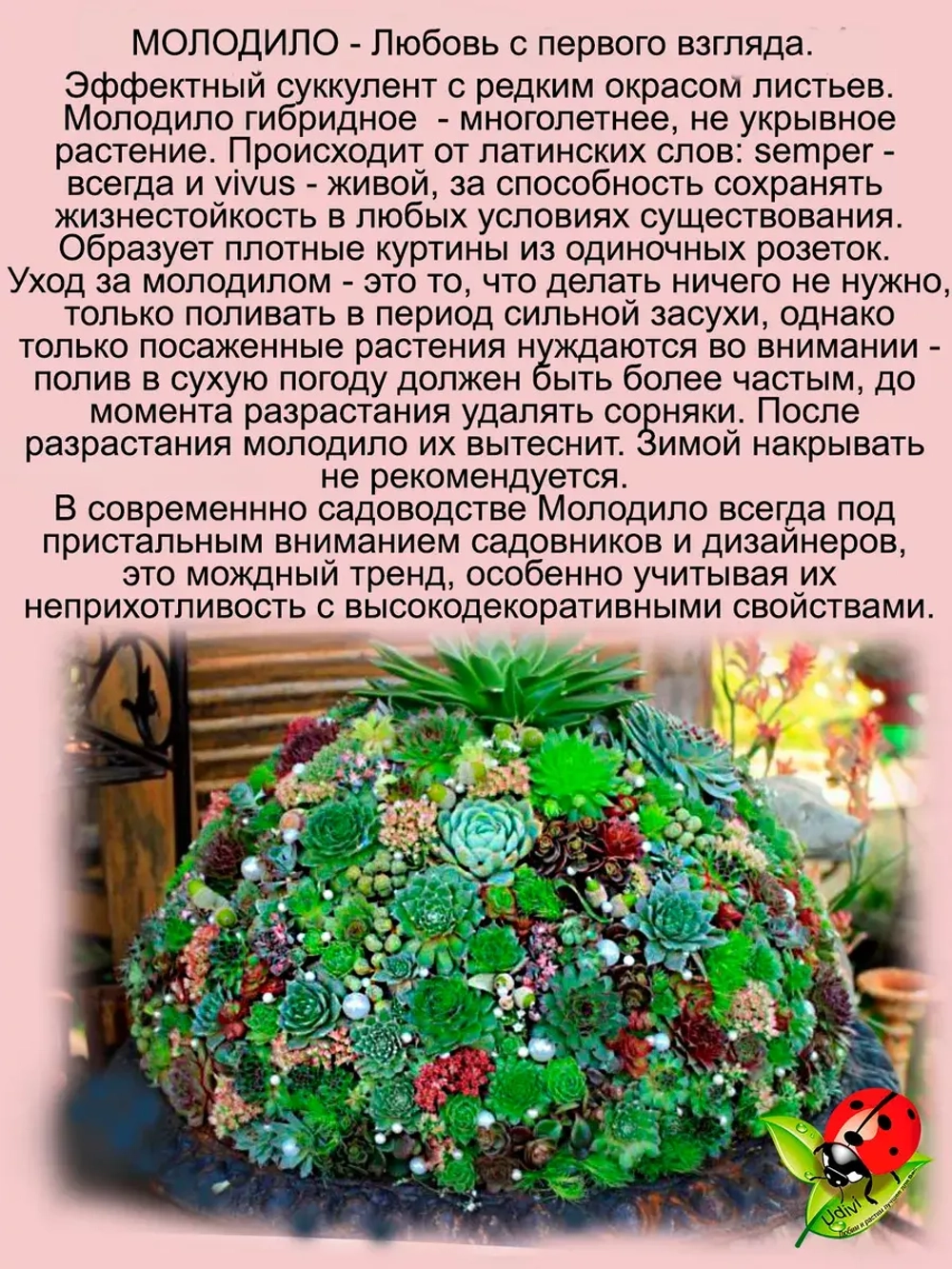 Молодило Бронзовая Пастэль каменная роза