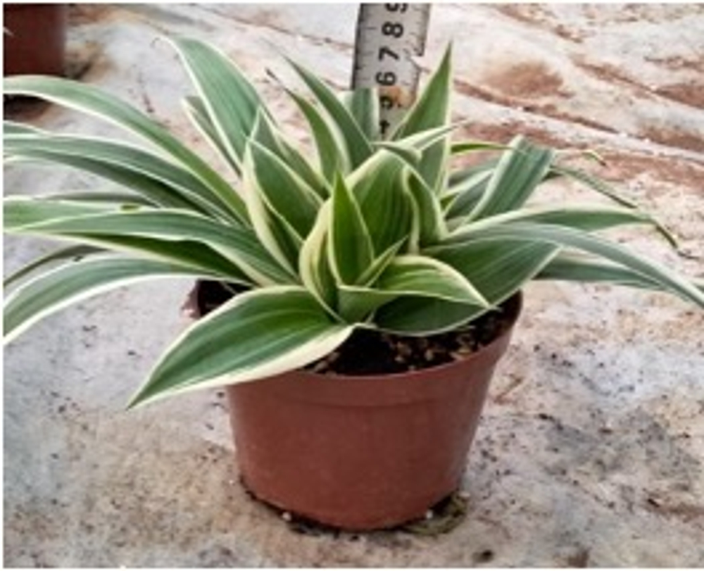 Хлорофитум comosum д.11