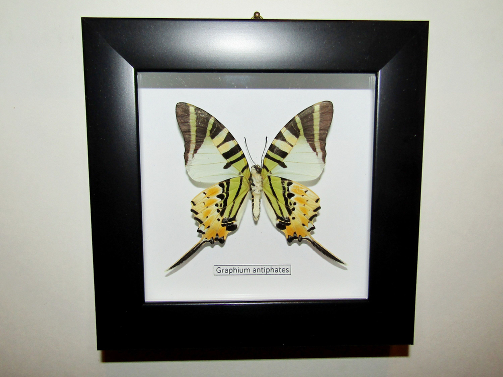 Бабочка Graphium antiphates в рамке