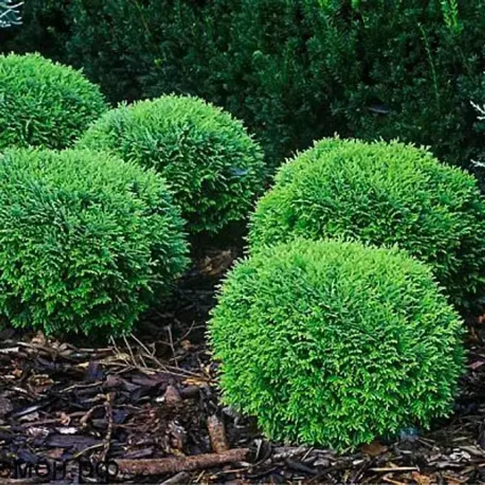 Туя западная Хозери С7,5л (40см) Закупка М35 наличие 2026