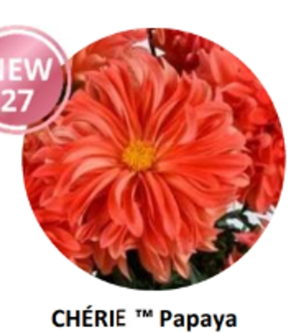 НОВИНКА 2027 ЕВРО Георгина Cherie Papaya укорененный ЕВРО черенок НАЧАЛО ЯНВАРЯ поставка 5