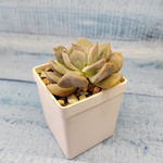 Echeveria Cubic Frost (Эхеверия)