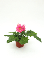 Гербера, диаметр 12