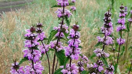 Зопник клубненосный (трава)