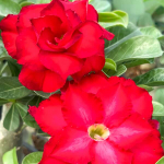 Адениум TAWAN DAENG