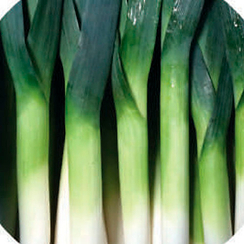 МЕРКУРИАН F1 семена лука порея (Hazera | Хазера)