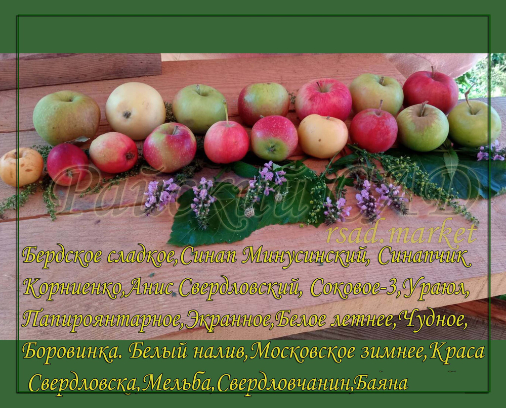 Яблоня Синапчик Корниенко.