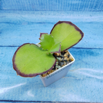 Kalanchoe Synsepala (Каланхоэ)