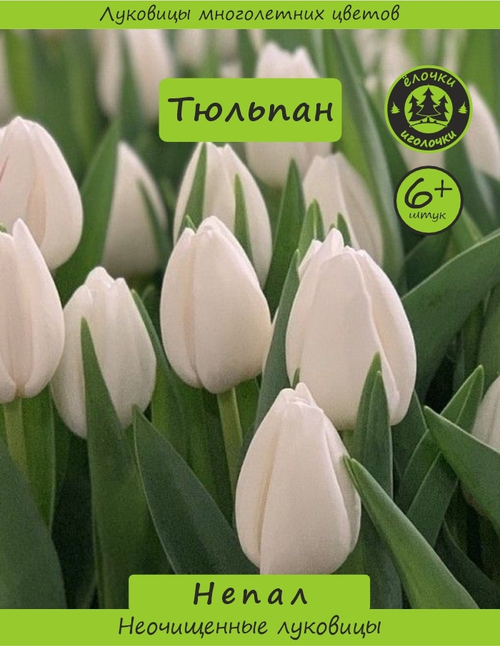 Тюльпан Луковица, Непал, 6+ шт