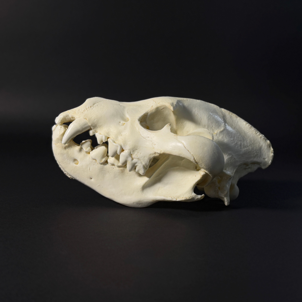 Череп бурой гиены