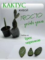 Кактус опунция набор черенков для укоренения