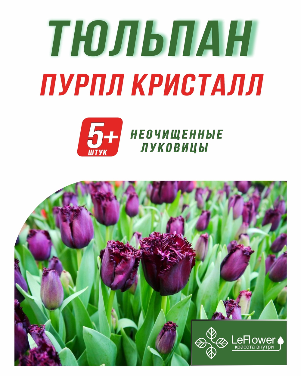 Тюльпан Луковица, Пурпл Кристалл, 5+ шт