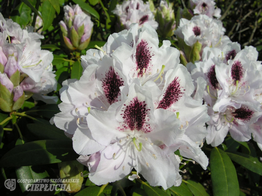 Рододендрон Калсап 25-30 см Закупка М63 апрель 2026