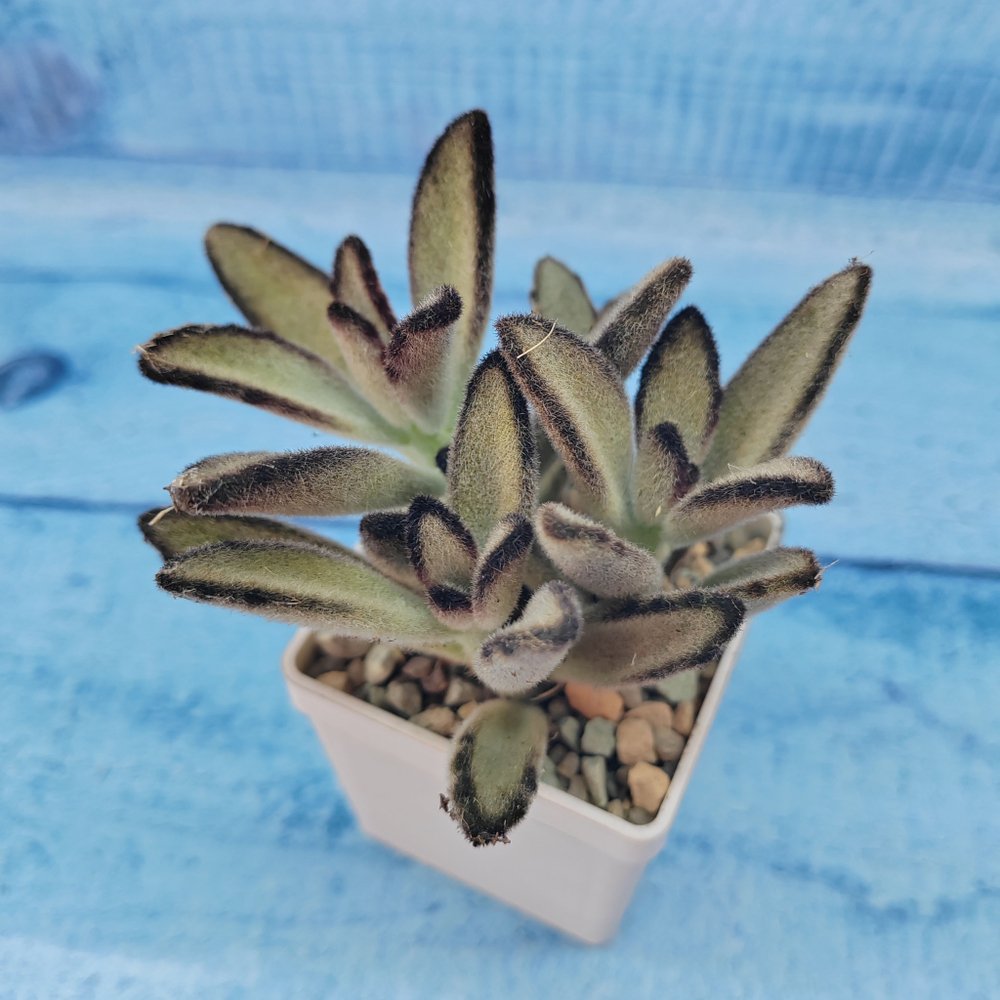 Kalanchoe Tomentosa Hybride (Каланхоэ)