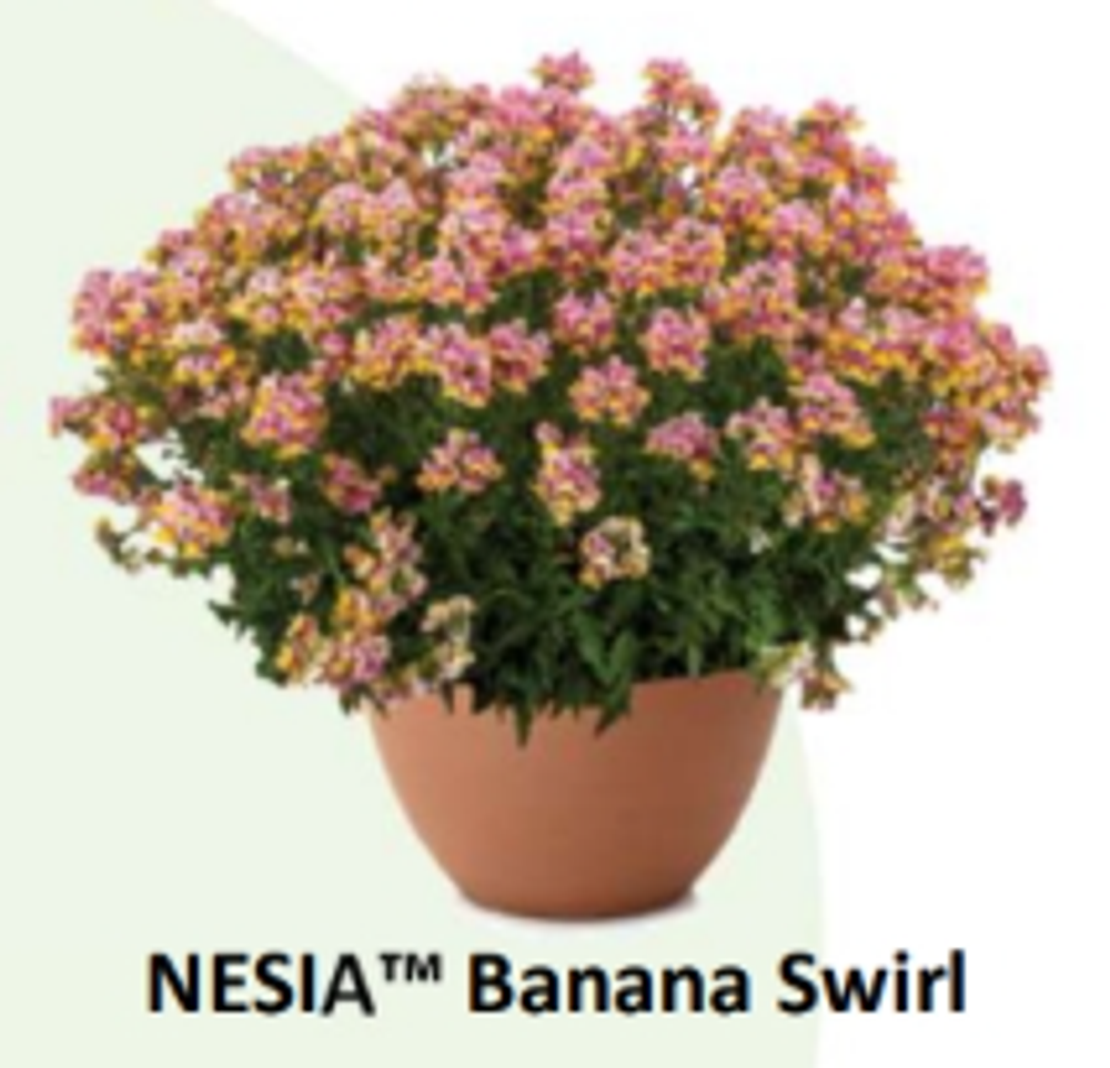 ЕВРО Немезия Nesia Banana Swir укорененный ЕВРО черенок НАЧАЛО ЯНВАРЯ поставка 5