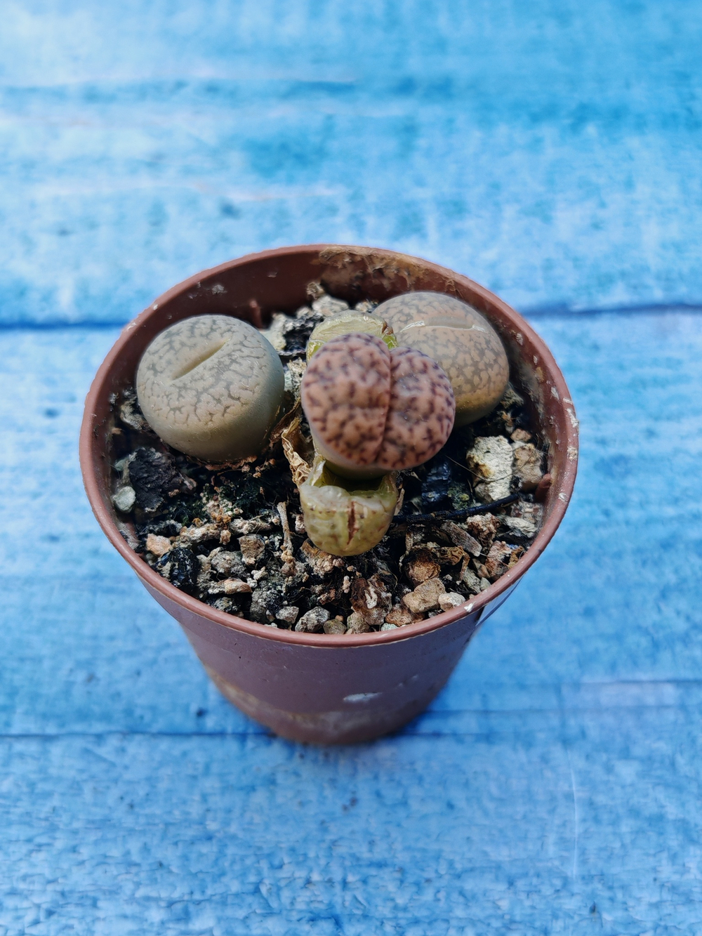 Lithops sp. (Литопсы)