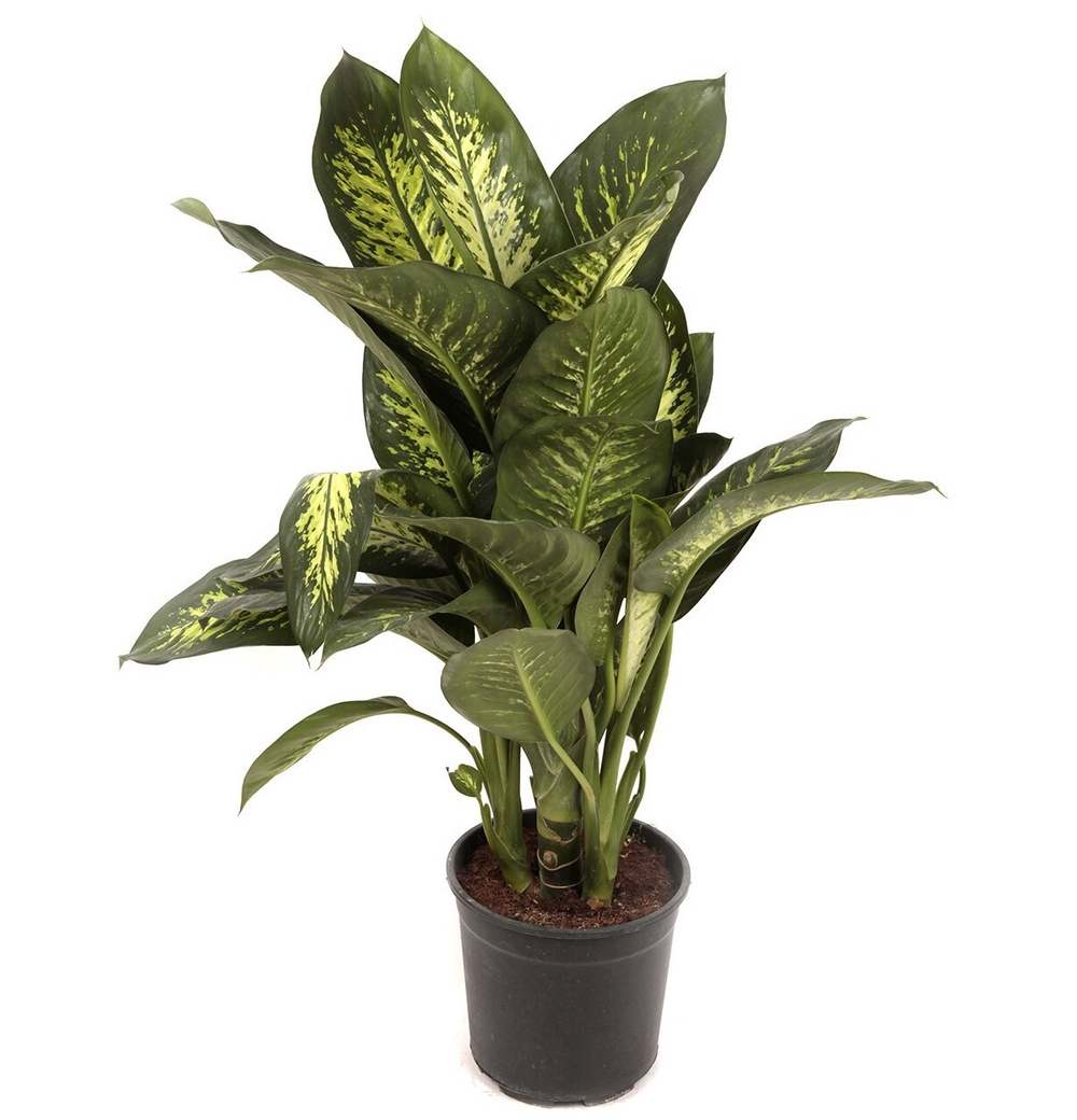 Диффенбахия Тропик Сноу