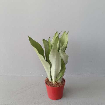 Сансевиерия Муншайн