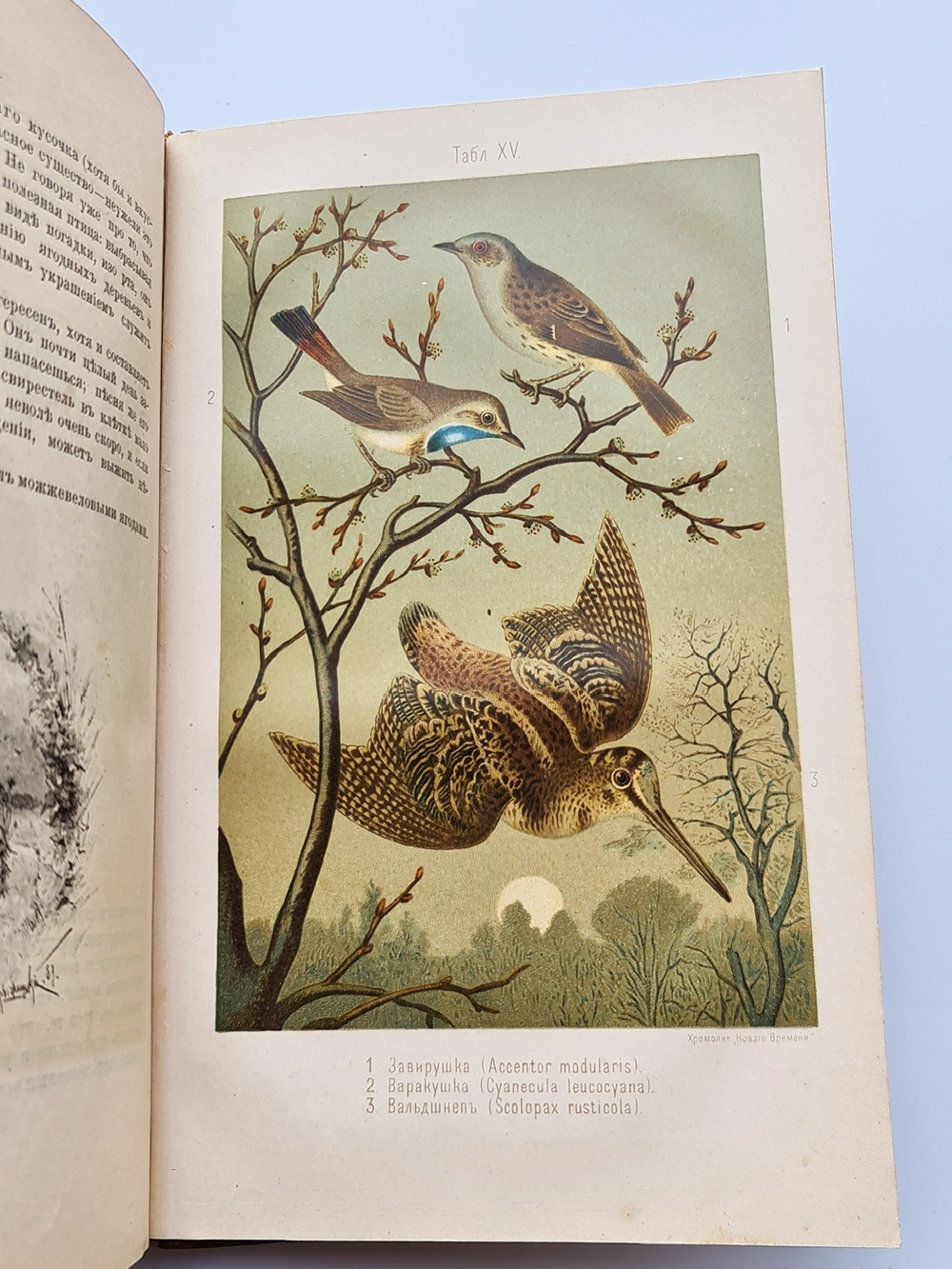 "Из царства пернатых. Популярные очерки из мира русских птиц". Д.Н.Кайгородов. 1892г.