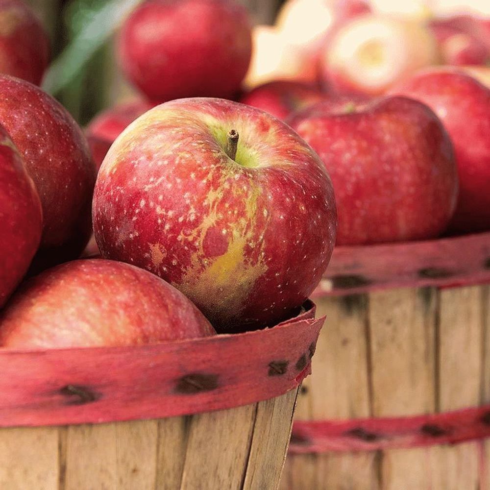 Урожай яблок (Apple Harvest)
