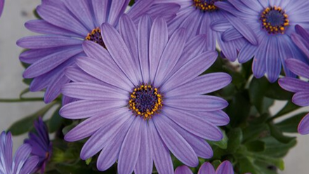 Остеоспермум Flower Power Blue ЕВРО ОКС укорененный черенок