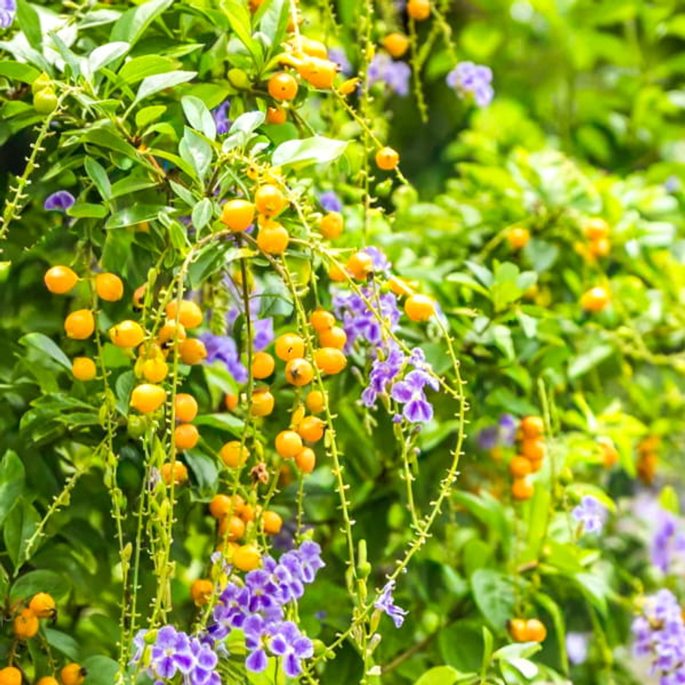 Дуранта прямостоячая – Duranta erecta