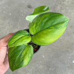 Сциндапсус TREUBI MOONLIGHT GREEN ON GREEN