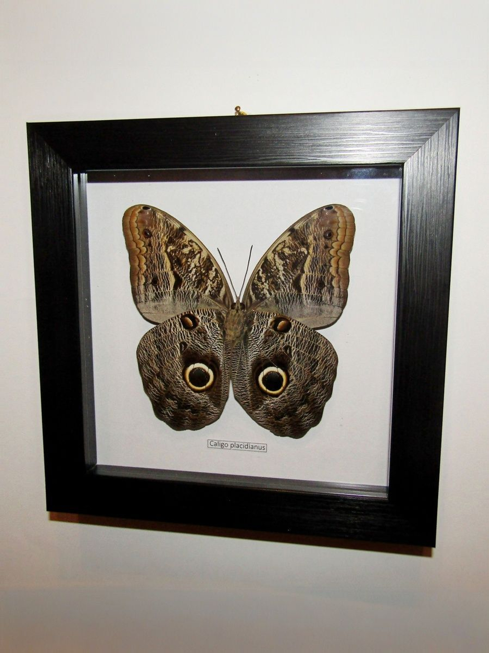 Бабочка Caligo placidianus в рамке