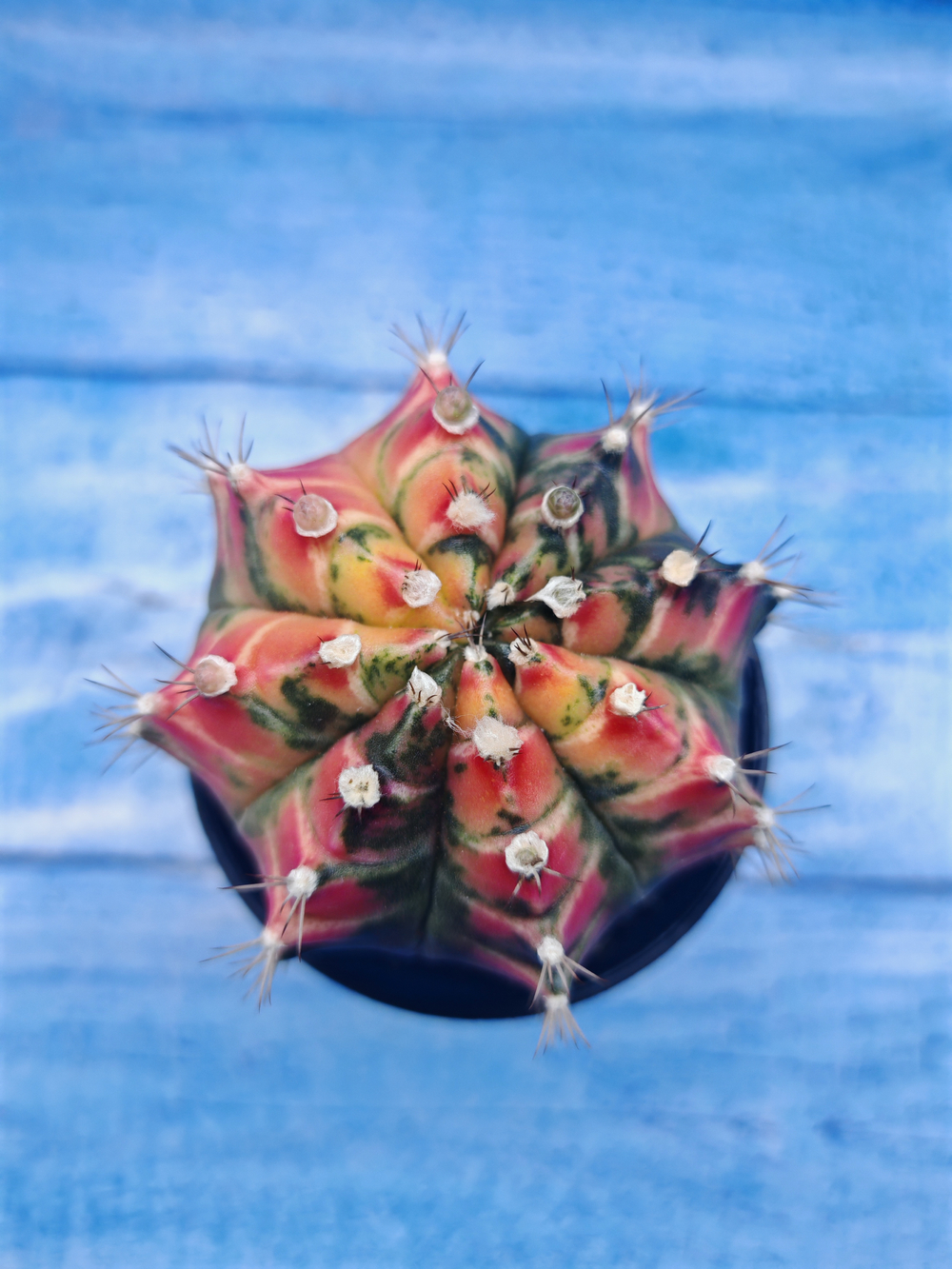 Gymnocalycium Variegata (Гимнокалициум Вариегатный)