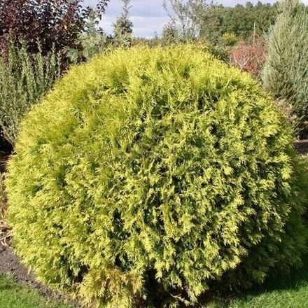 Туя западная Globosa Aurea (Глабоза Ауреа) 15 см