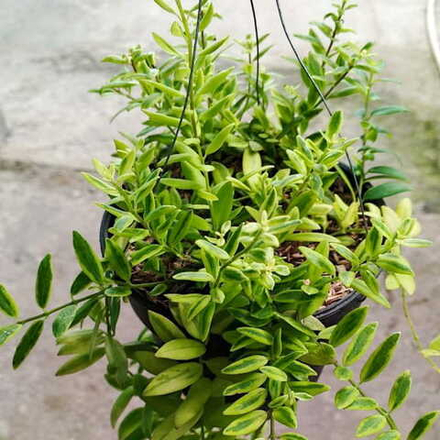 Дисхидия ROMAWI