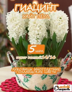 Луковицы цветов Гиацинт Уайт Перл, 5шт